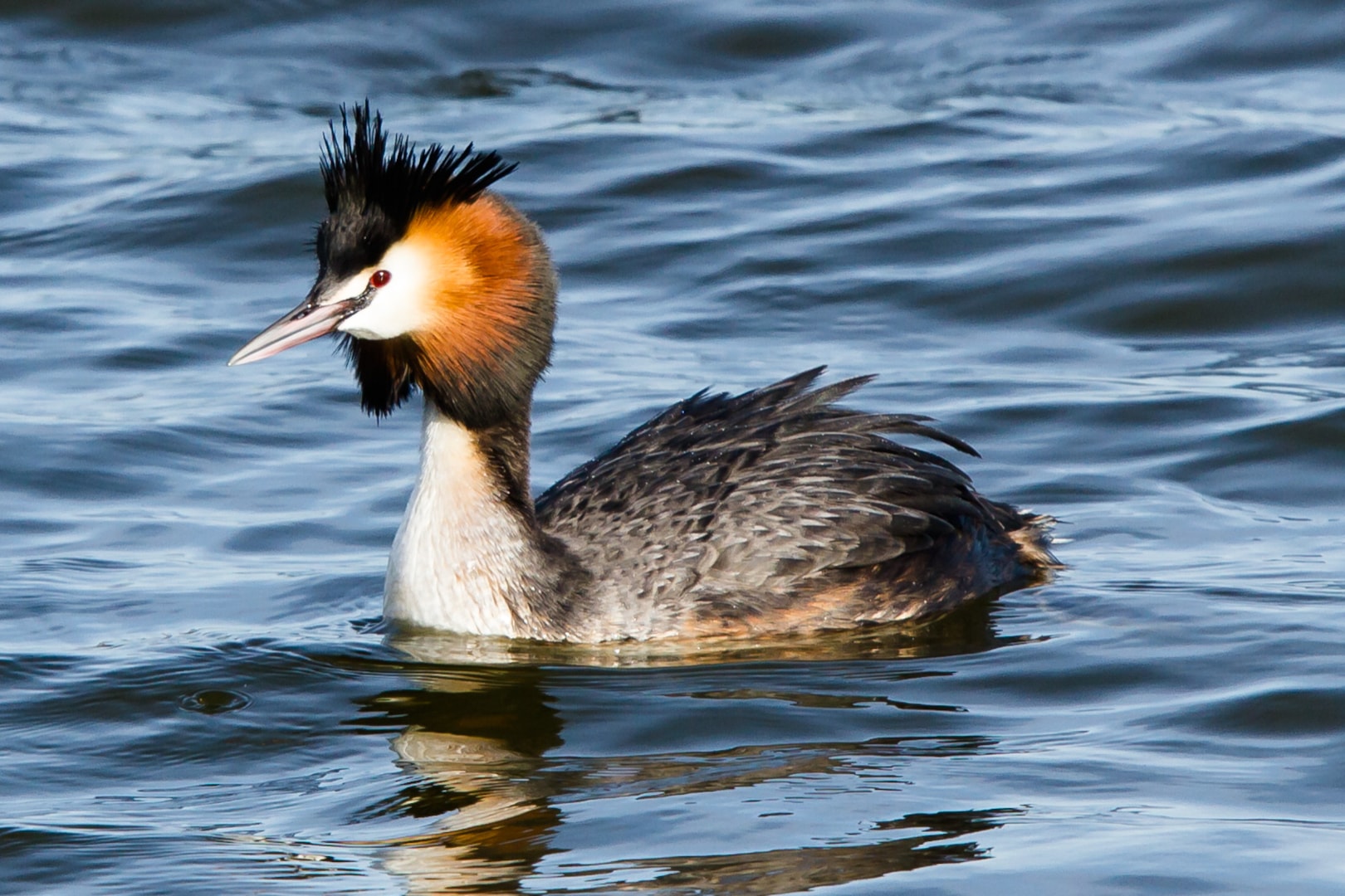 Great Crested Grebe by Roy Richardson - BirdGuides