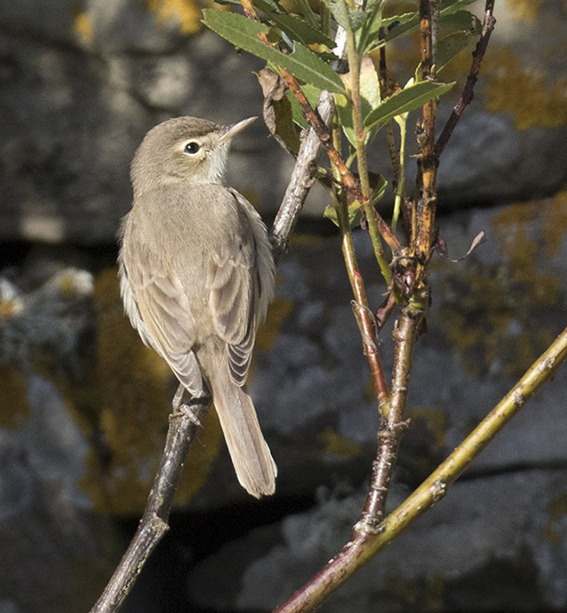 Details : Booted Warbler - BirdGuides