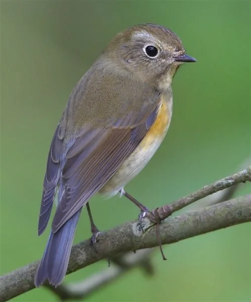 Red-flanked bluetail: A Jewel among Winter Thrushes