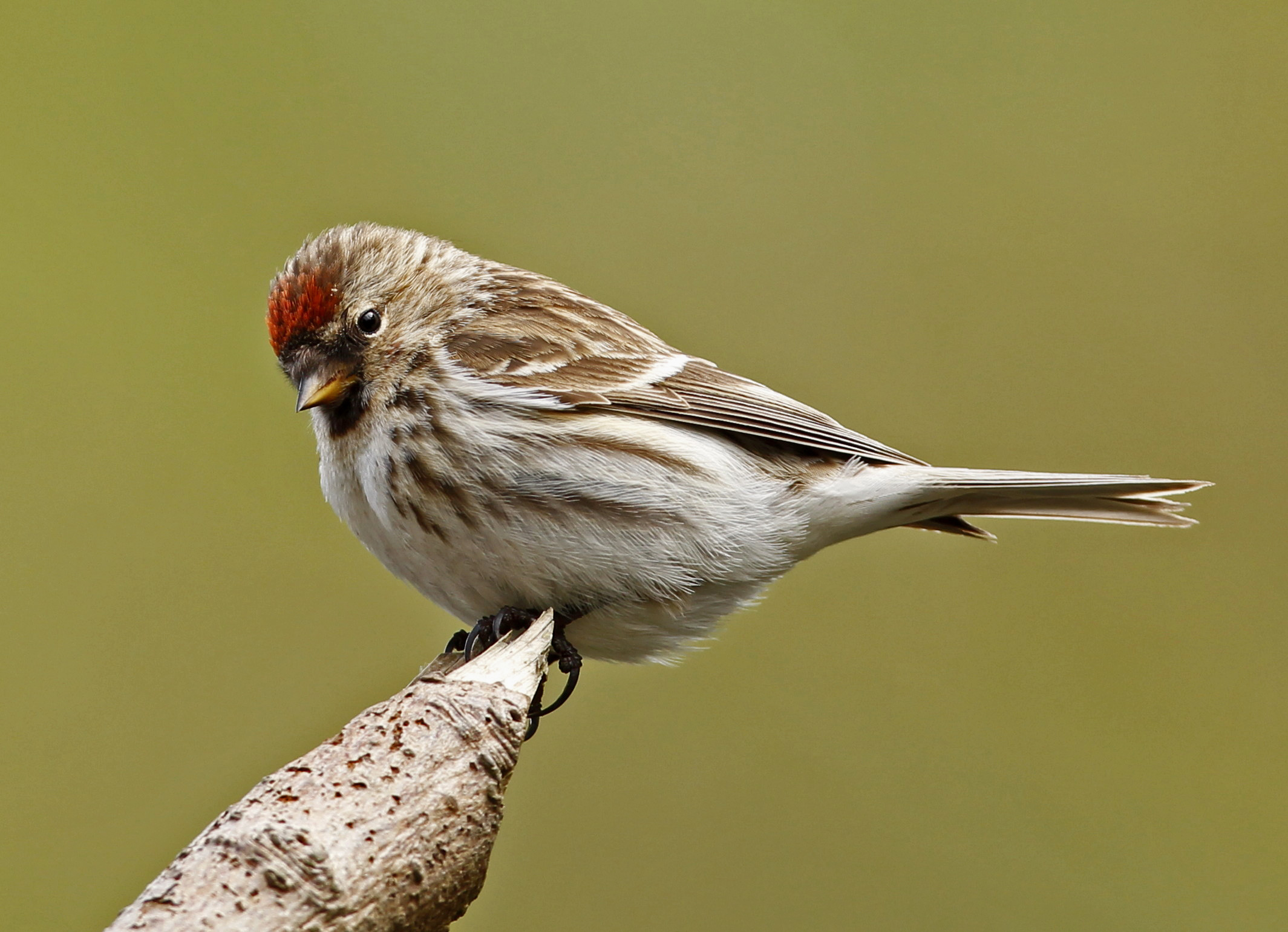 Details Common Redpoll BirdGuides