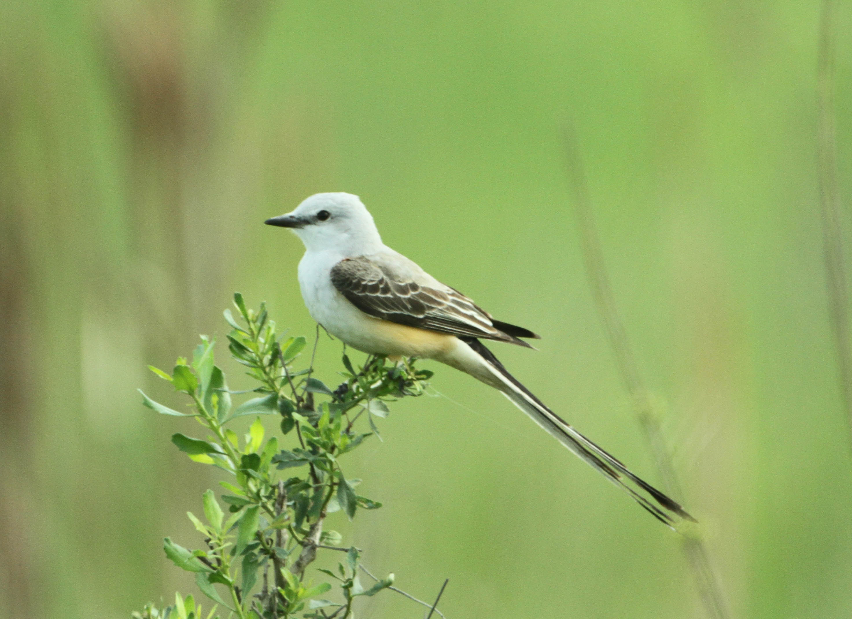 Details Scissortailed Flycatcher BirdGuides