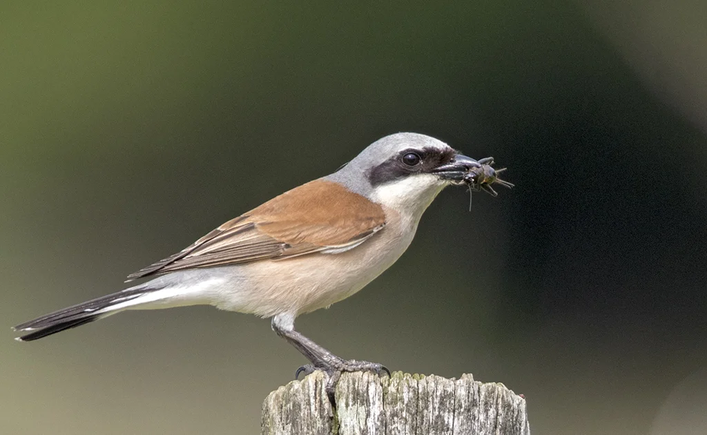 Basque Red-backed Shrike population in free fall - BirdGuides