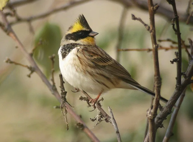 Details : Yellow-throated Bunting - BirdGuides