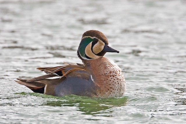 Details Baikal Teal BirdGuides