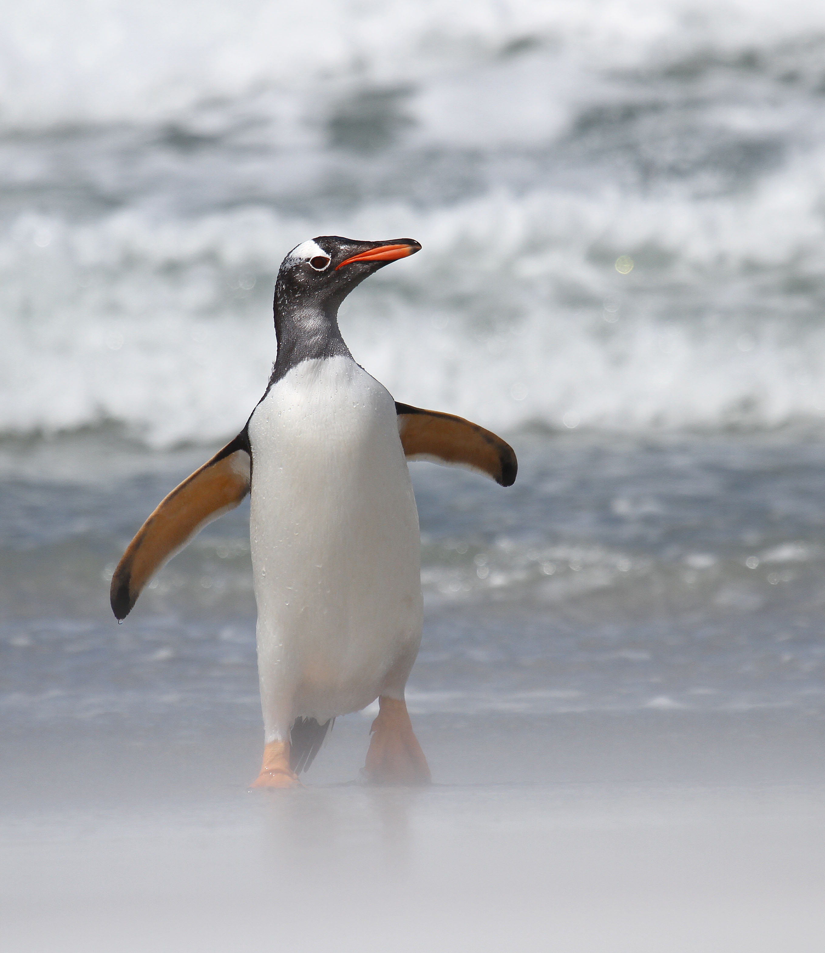 Details : Gentoo Penguin - BirdGuides