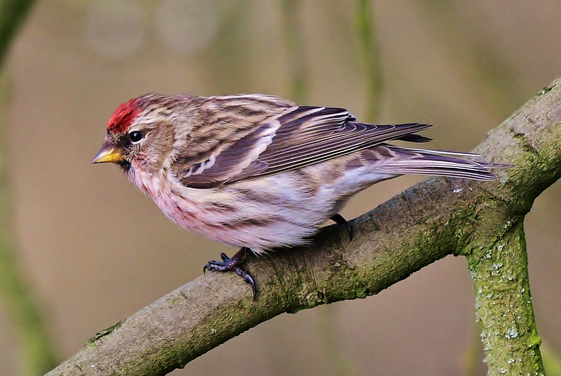 birdguides photo of the week