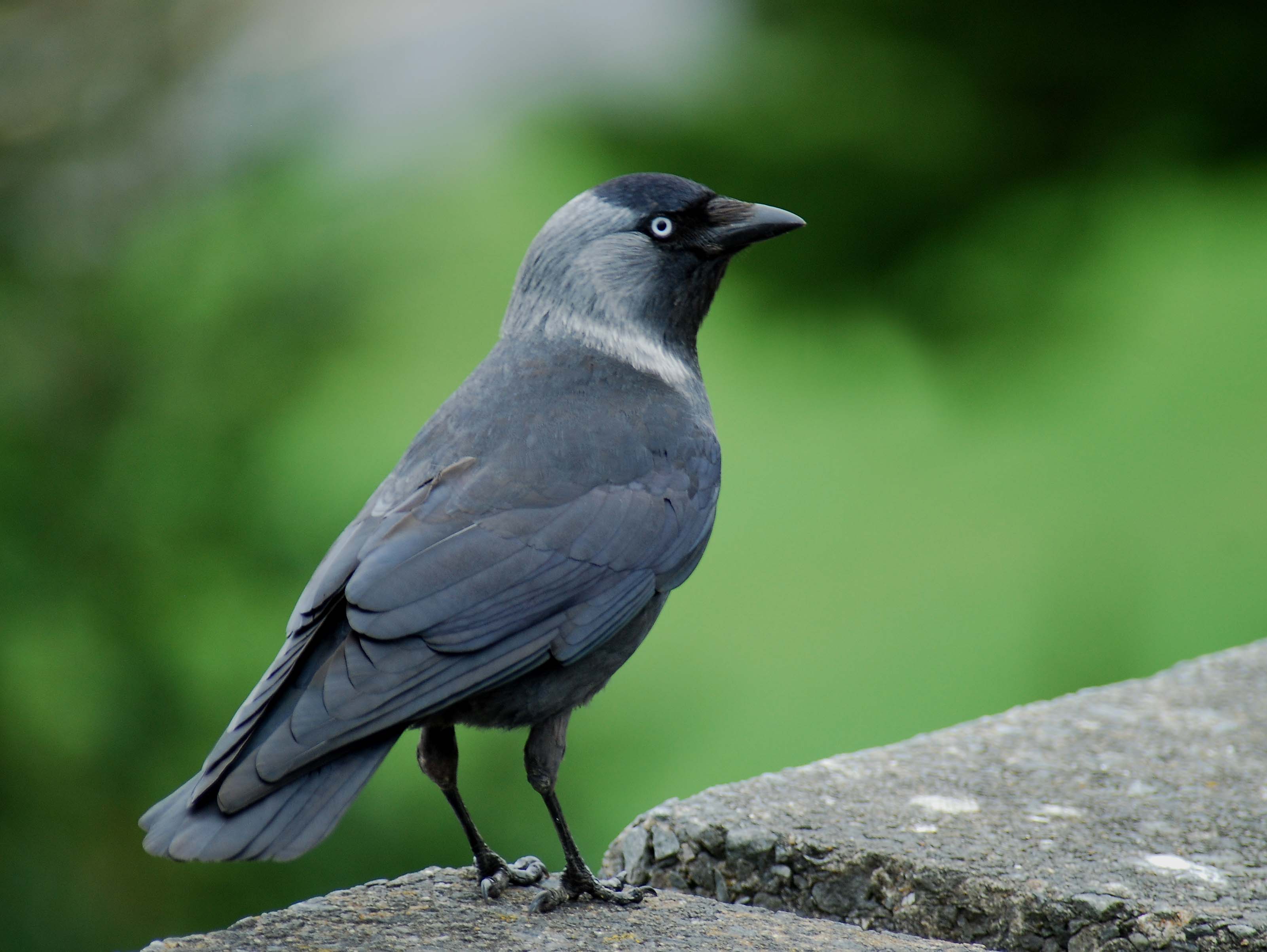 Details Nordic Jackdaw BirdGuides
