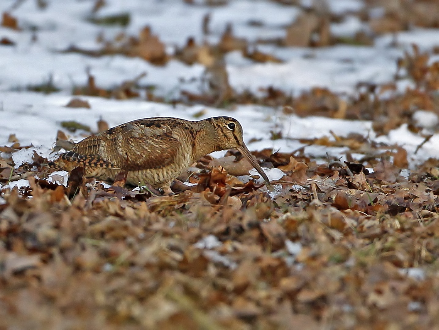Focus on: Eurasian Woodcock - Vimarsana News