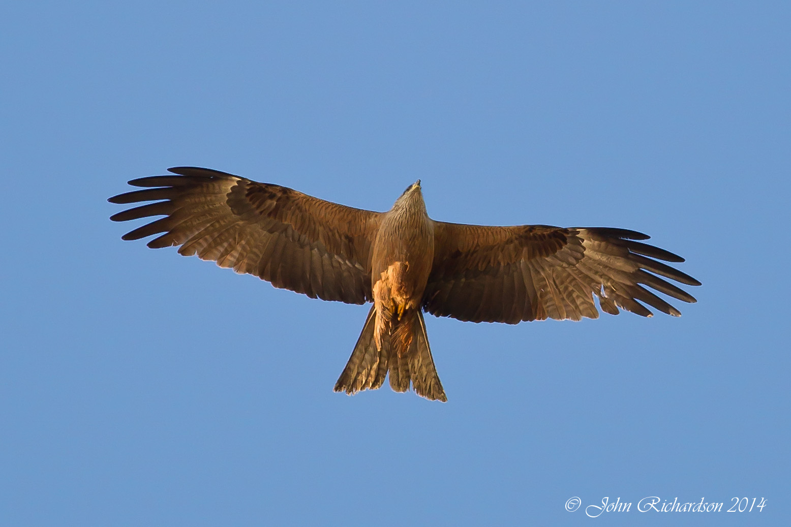 Details Black Kite BirdGuides