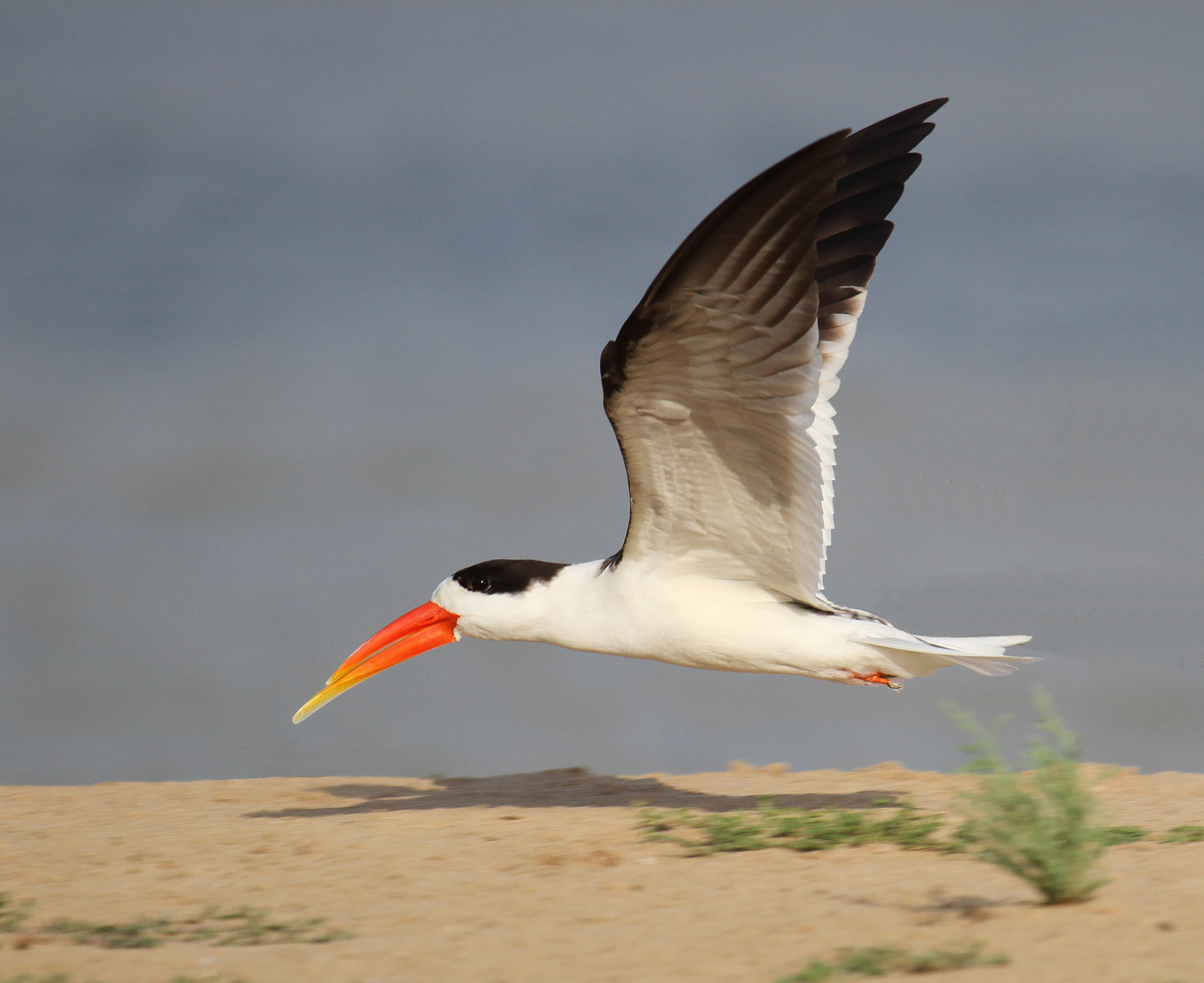 Details Indian Skimmer BirdGuides