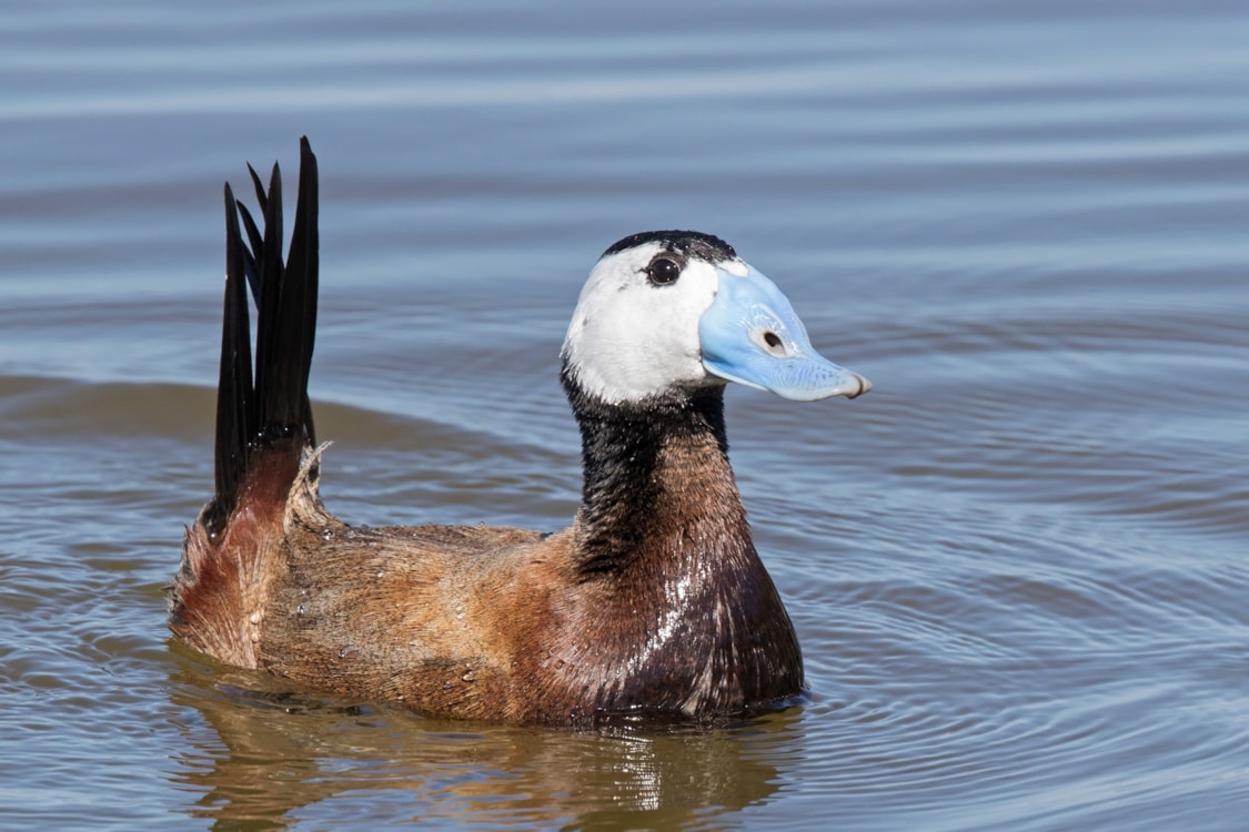 Black headed duck picture — 9