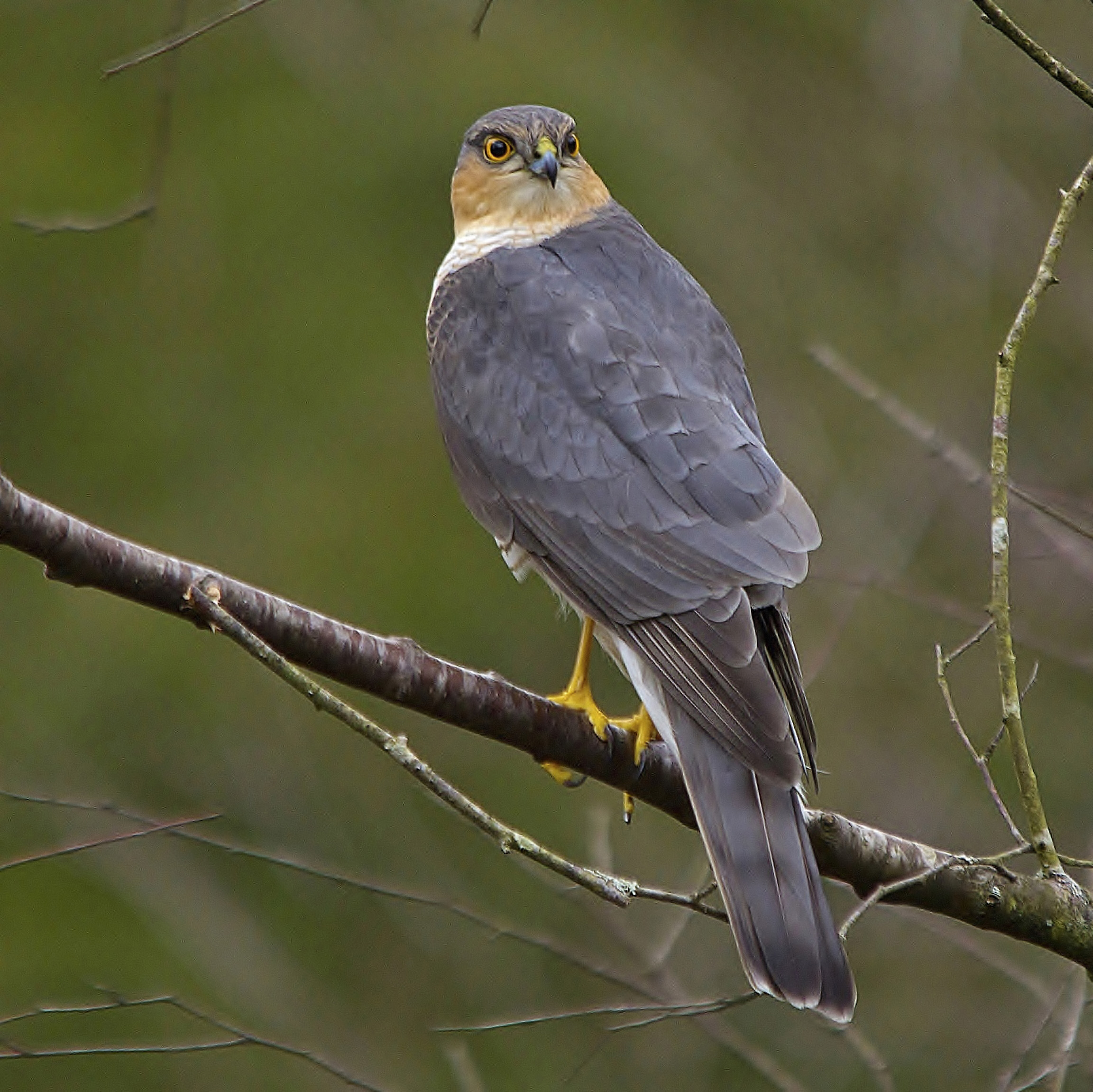 Details : Eurasian Sparrowhawk - BirdGuides