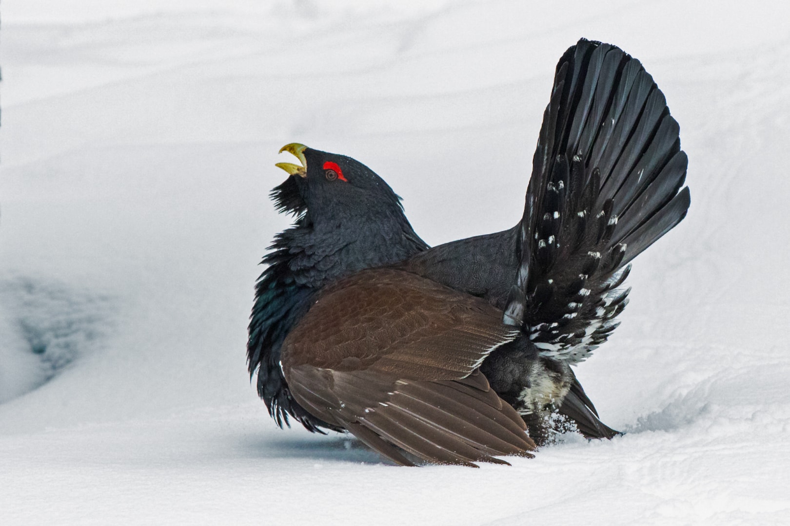 Western Capercaillie by Peter Beesley - BirdGuides