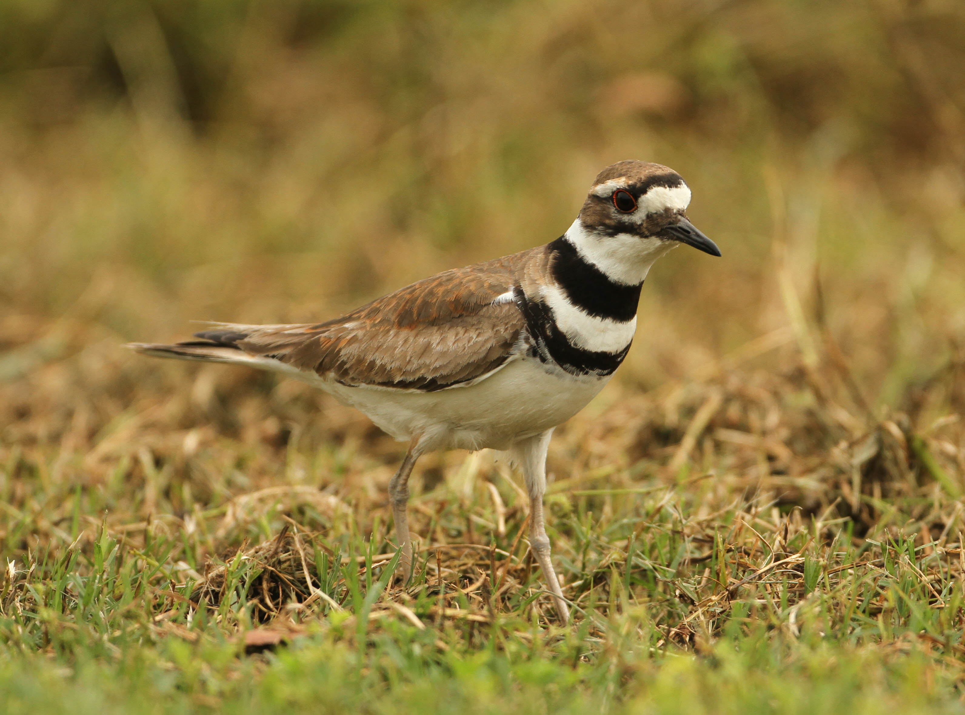 Details Killdeer BirdGuides