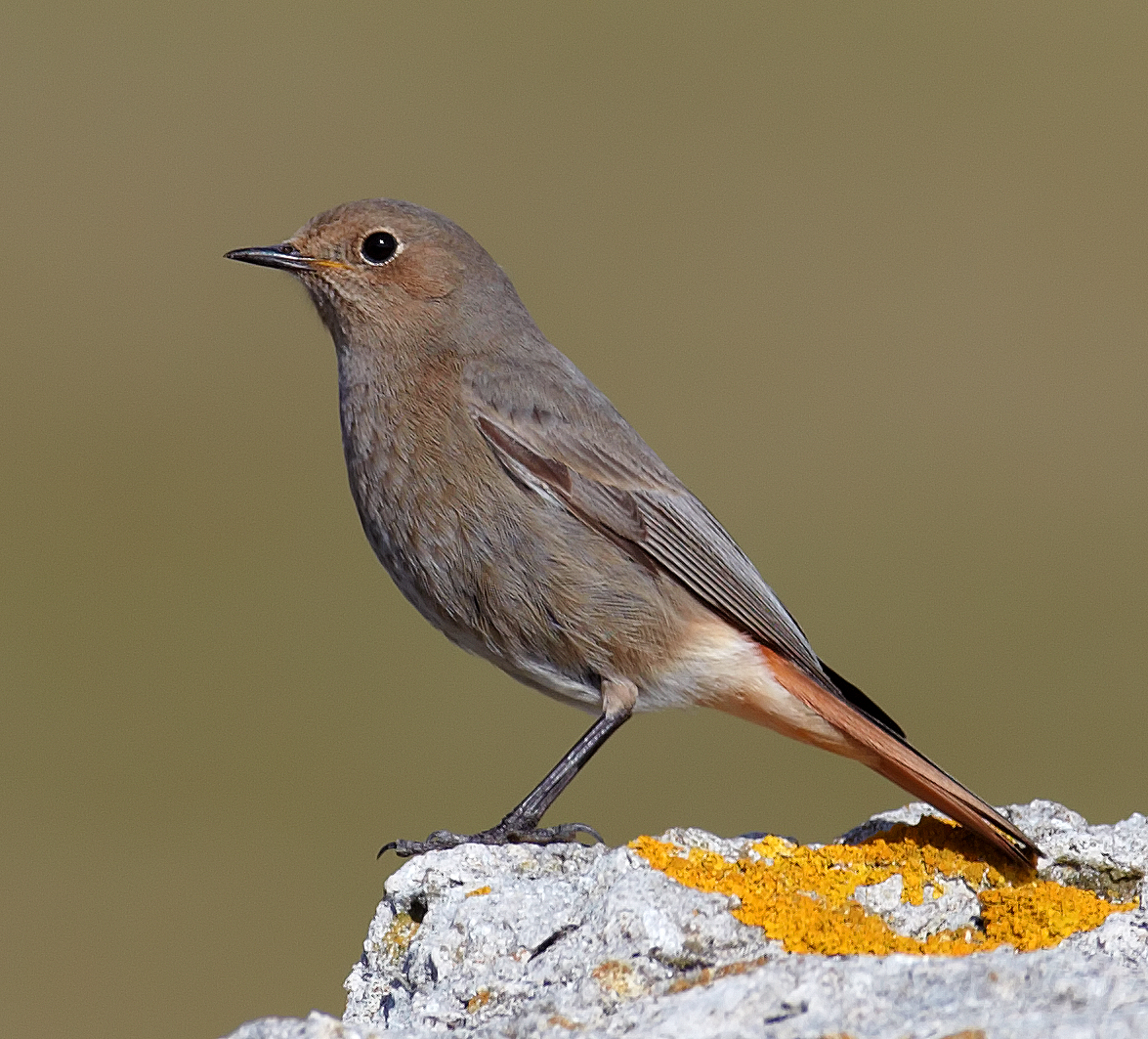 Details Black Redstart BirdGuides