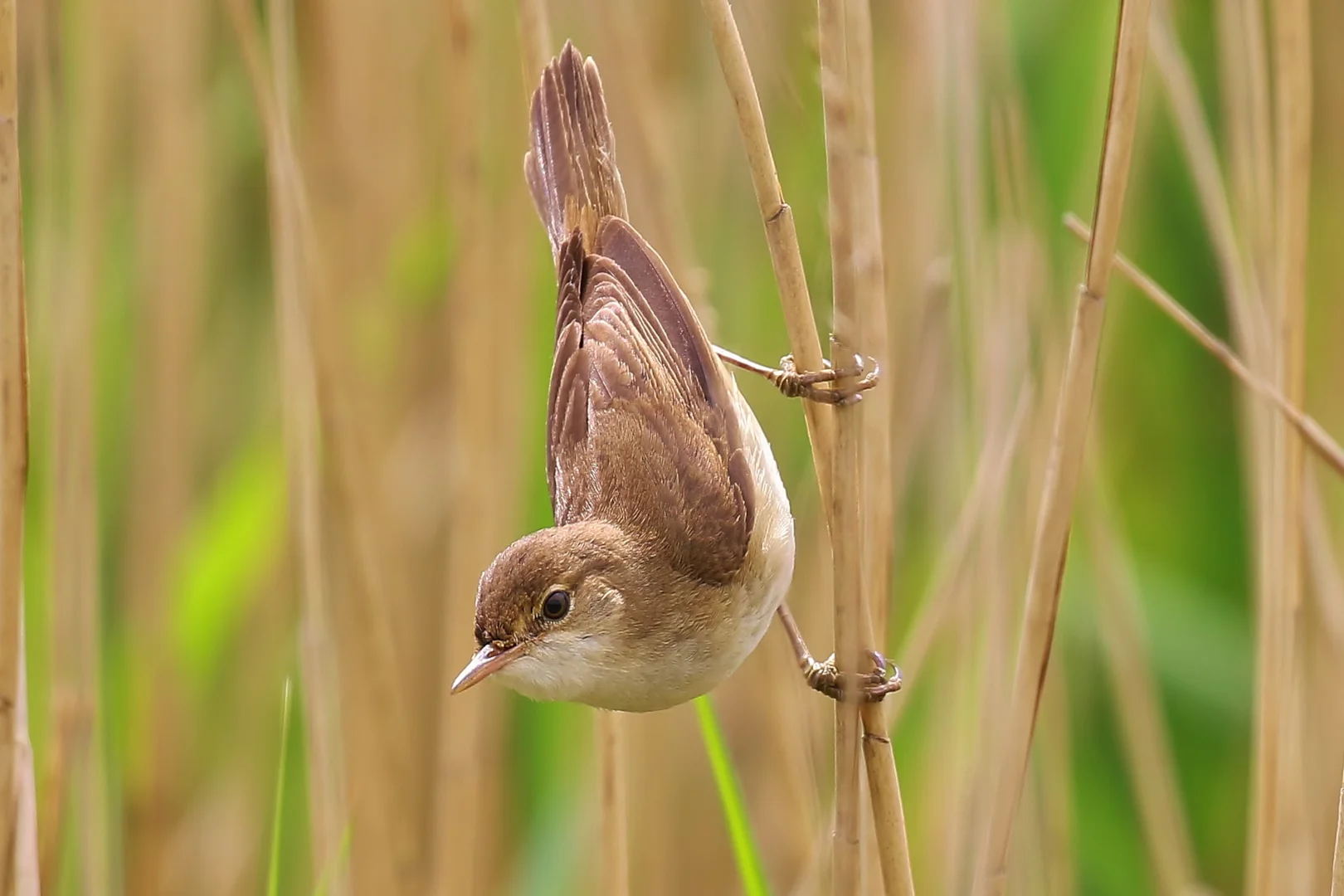 Neil Rendall Reed Warbler by Neil Rendall - BirdGuides