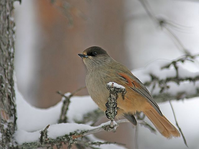 Details : Perisoreus - BirdGuides