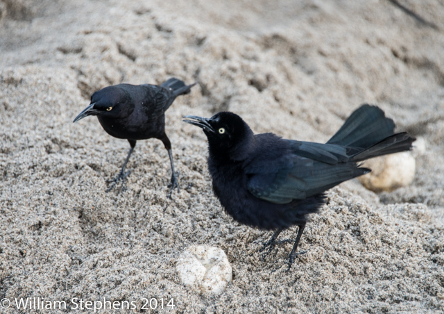 Download Details : Carib Grackle - BirdGuides