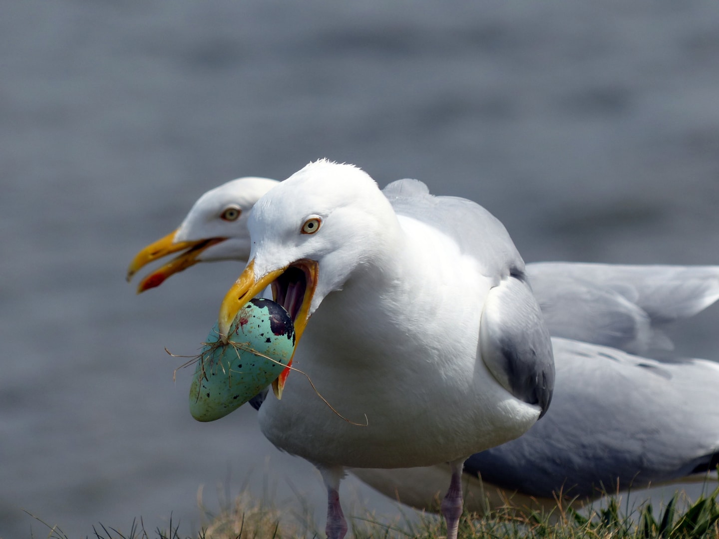European Herring Gull by Pc BirdGuides
