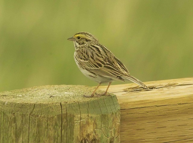 Details : Savannah Sparrow - BirdGuides