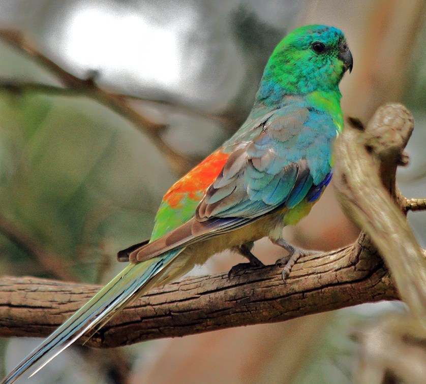 red rumped parrot red rumped parrot