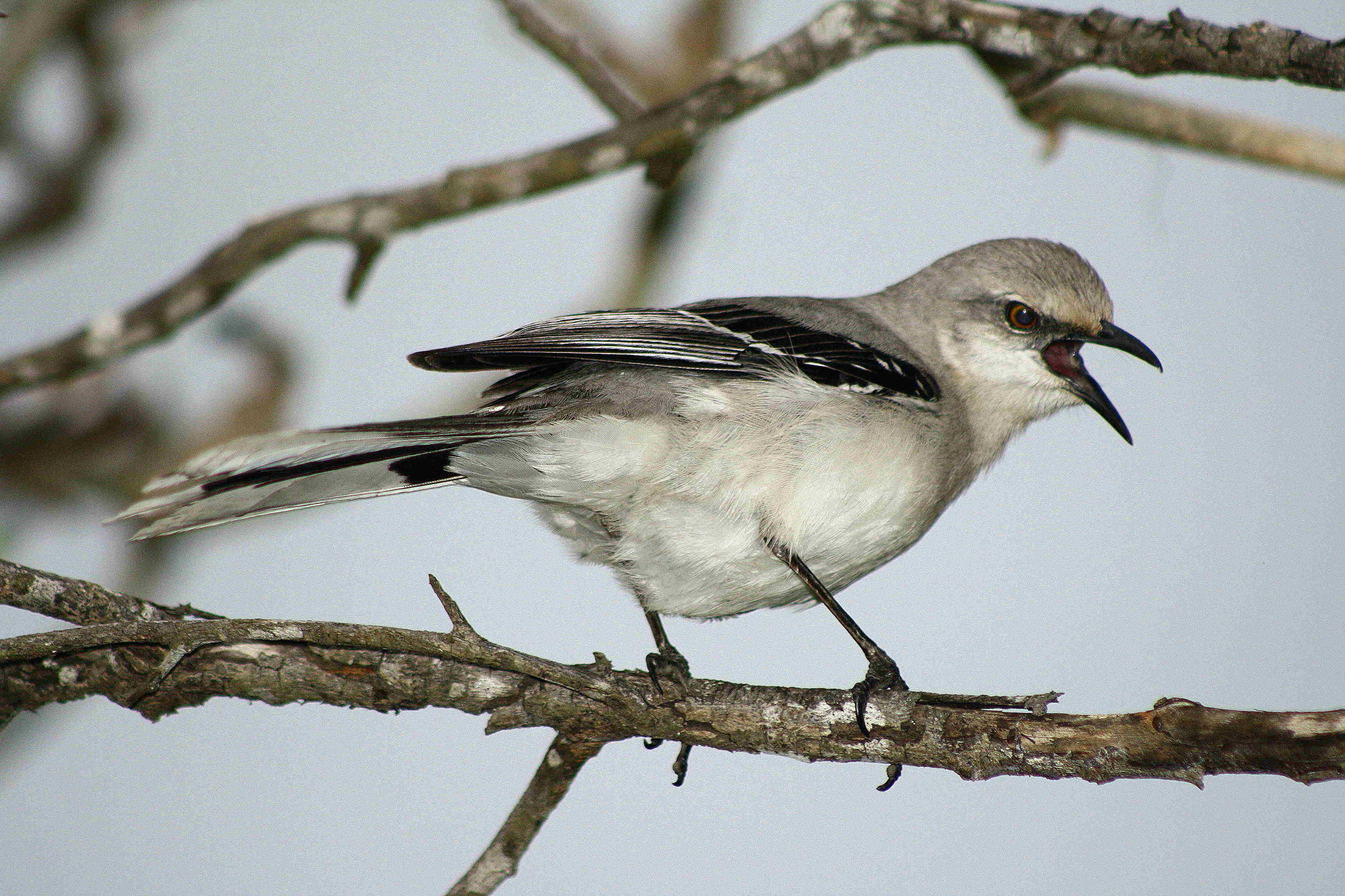 Tropical Mockingbird Song Range Sound Traits Nesting Bird Baron
