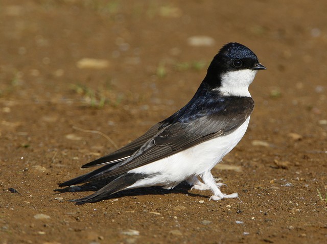 Please give House Martins a chance - BirdGuides