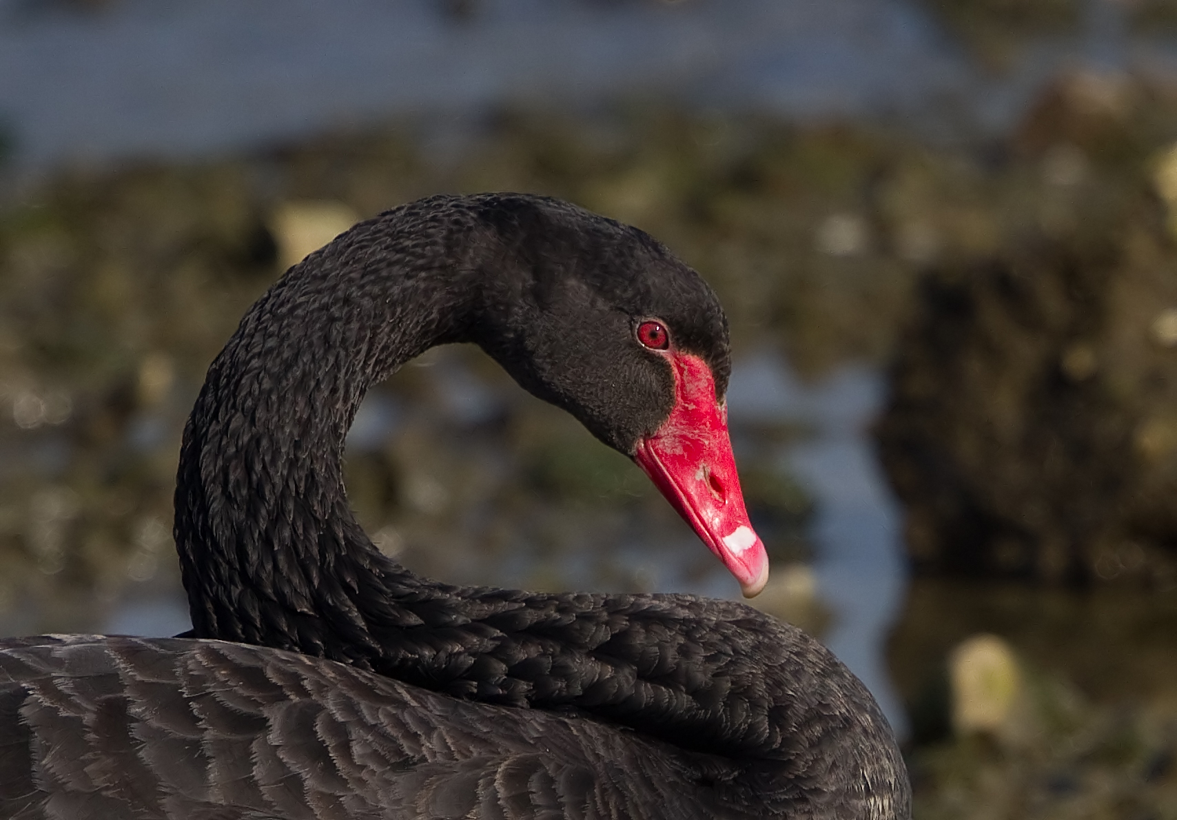 Details Black Swan BirdGuides