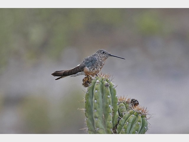 details giant hummingbird birdguides