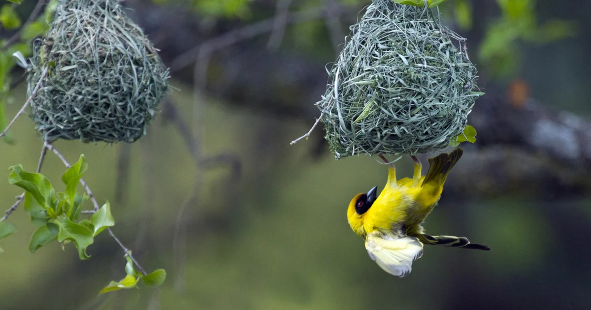 Birds build hanging nests to deter nest invaders, study finds - BirdGuides