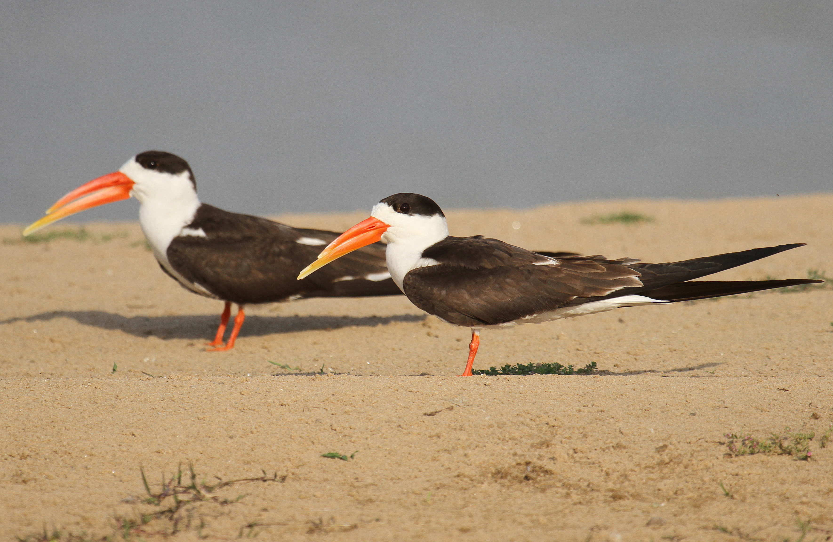 Details Indian Skimmer BirdGuides