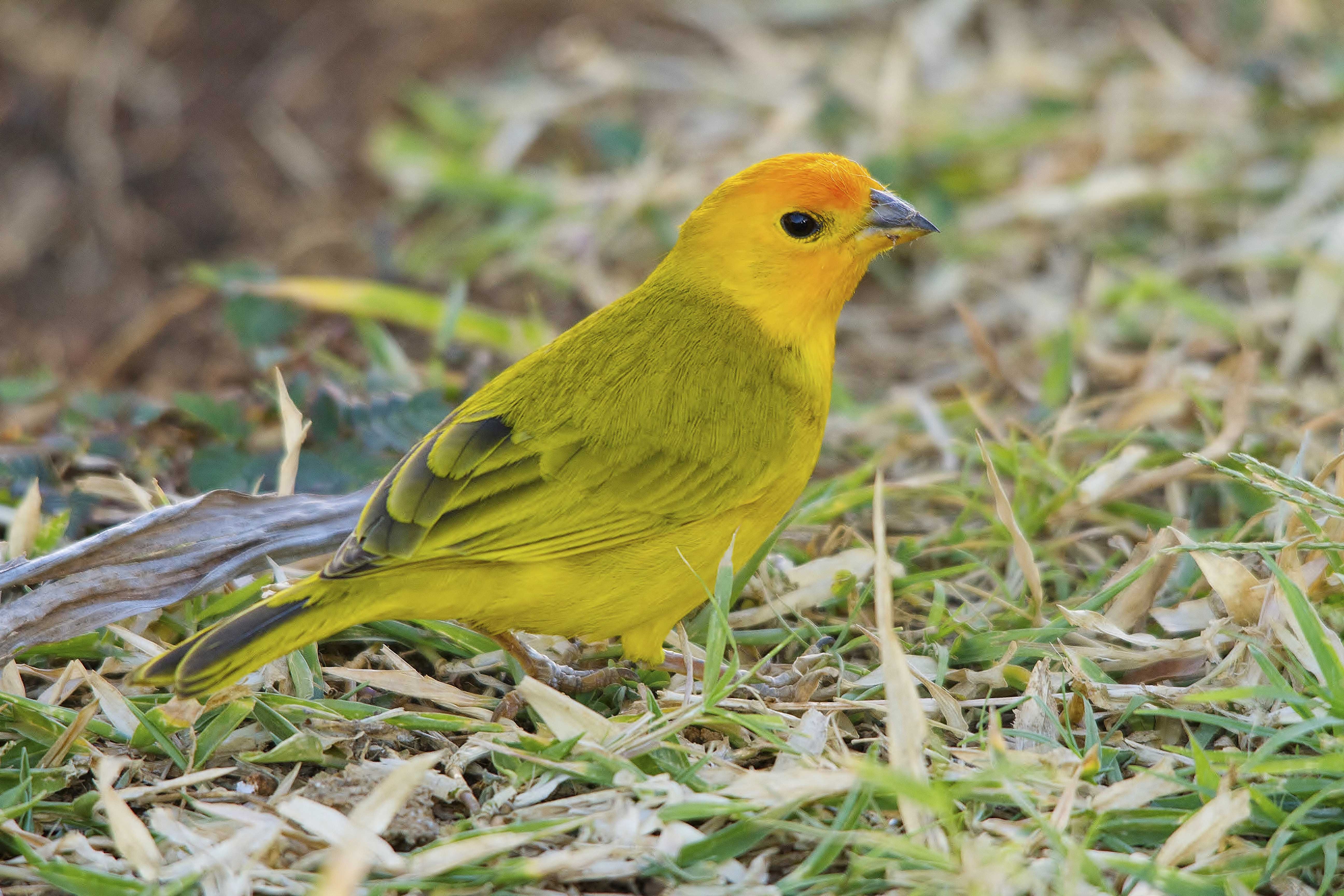 Details Saffron Finch BirdGuides
