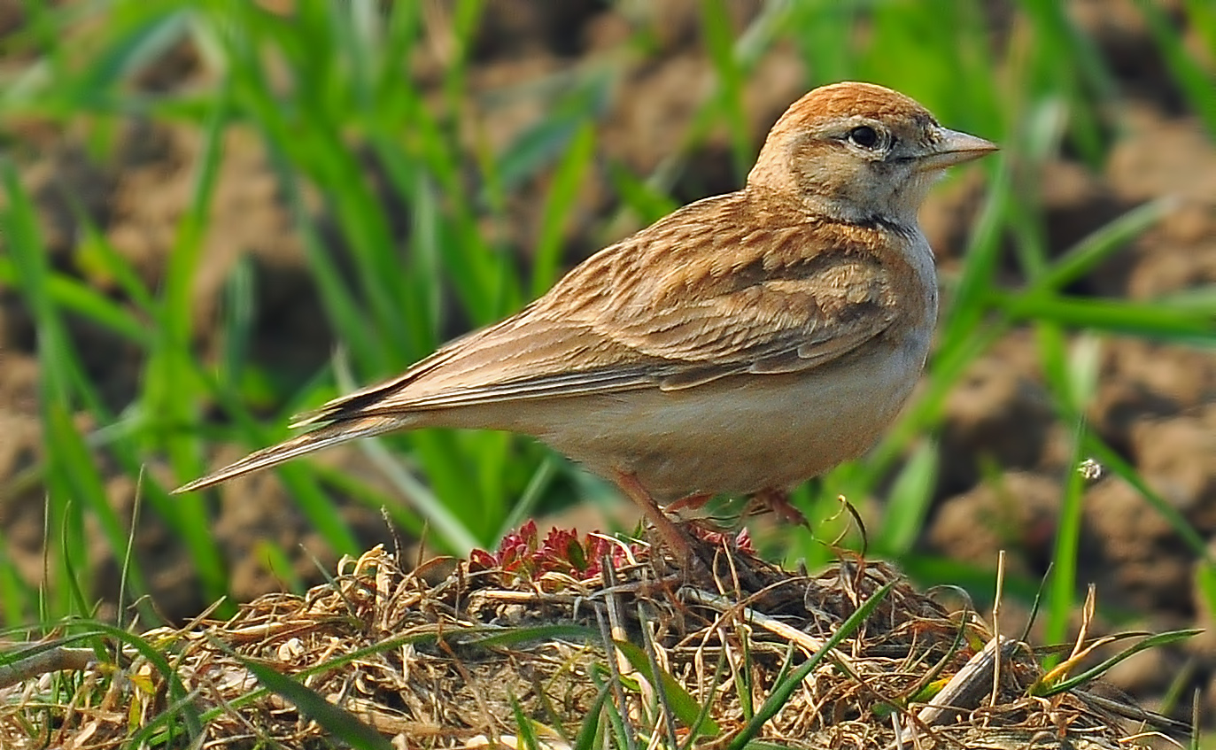 Details Greater Shorttoed Lark BirdGuides