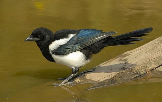 Details : Magpie