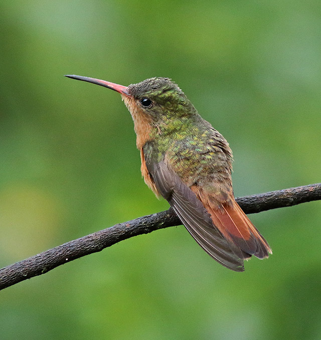 Details Cinnamon Hummingbird BirdGuides