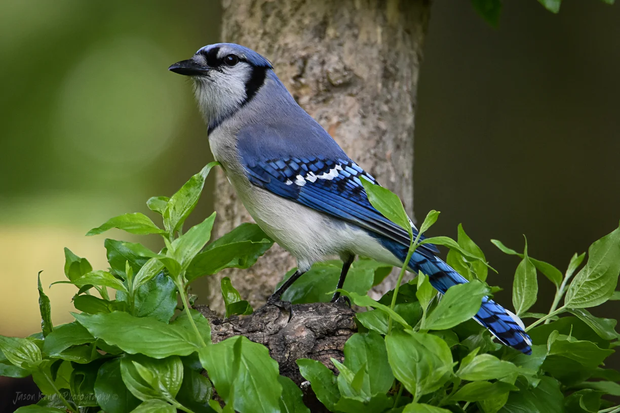 BLUE JAY in flight (Cyanocitta cristata) ©Jim