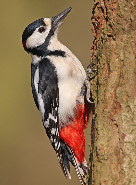 Details Great Spotted Woodpecker Birdguides
