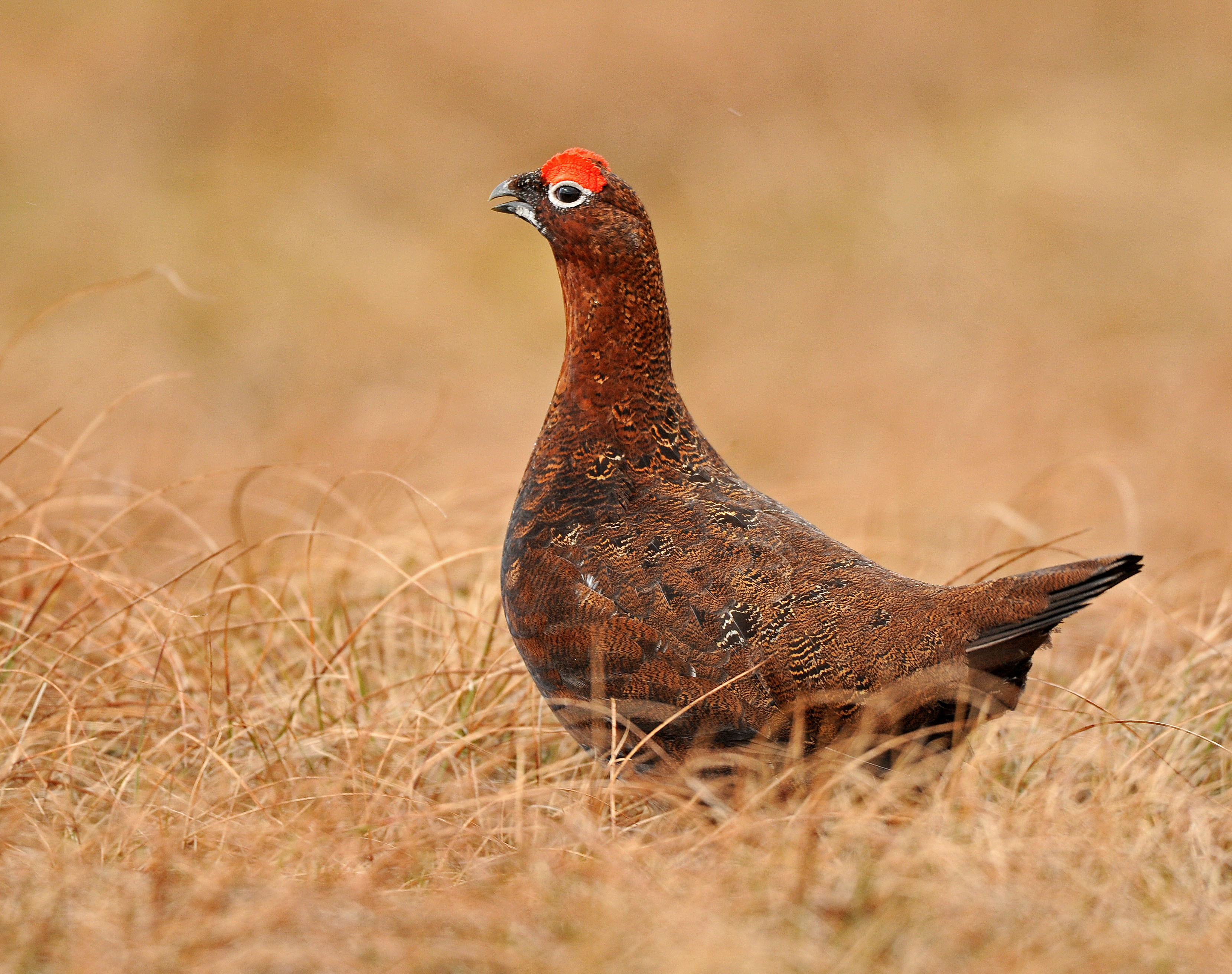 Details Red Grouse BirdGuides
