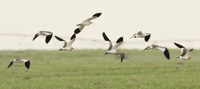 Sociable Lapwing