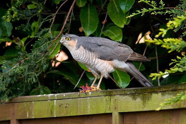 Look After Your Robin This Christmas Birdguides