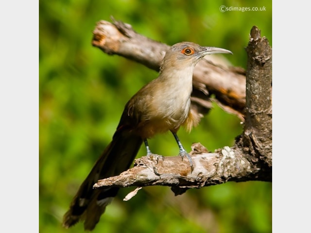 Details : Great Lizard Cuckoo - BirdGuides