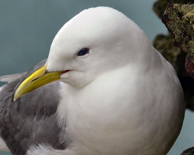 Details : Kittiwake - BirdGuides