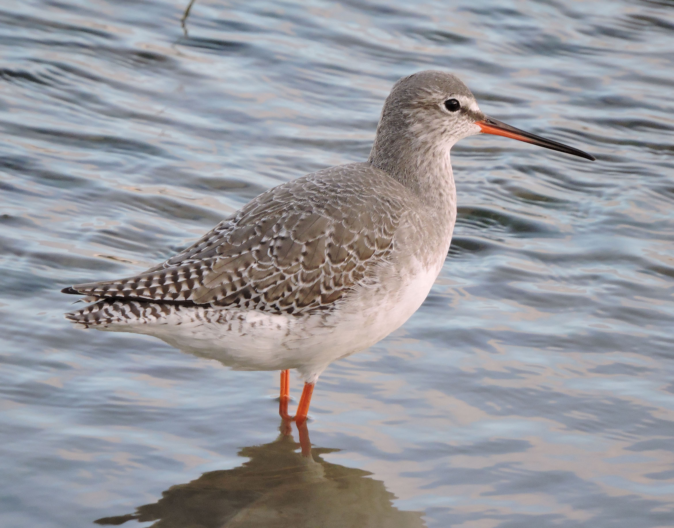 Details Spotted Redshank BirdGuides