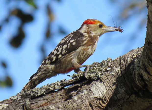 woodpecker 3.2 grbl