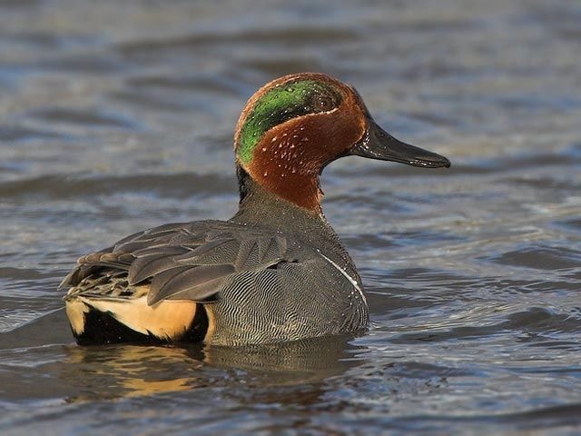 Details : Green-winged Teal - BirdGuides