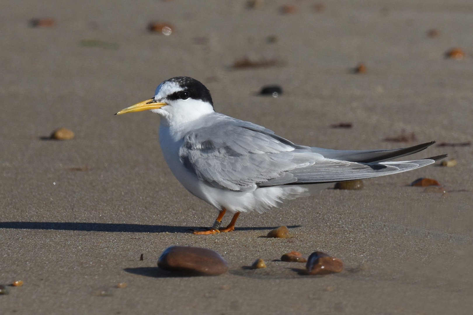 Little Tern by Nick Appleton BirdGuides