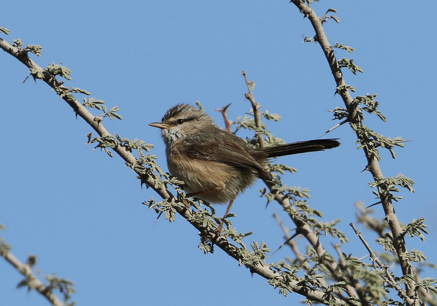 Details Streaked Scrub Warbler BirdGuides