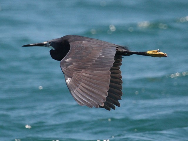 Details : Dimorphic Egret - BirdGuides