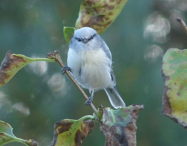 Cyanistes cyanus flavipectus by David Ferguson BirdGuides