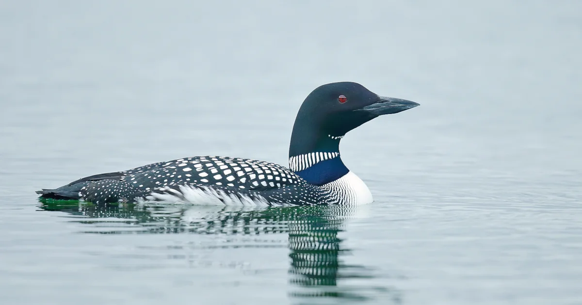 Irretating Insect Irritating insects affect diver nesting success - BirdGuides